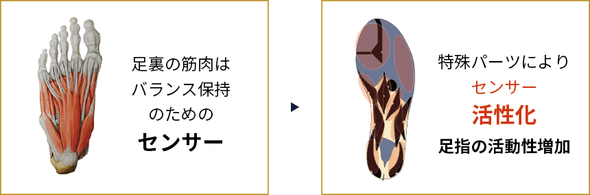 足裏の筋肉はバランス保持のセンサー。インソールでセンサー活性化