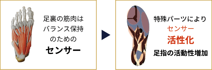 足裏の筋肉はバランス保持のセンサー。インソールでセンサー活性化