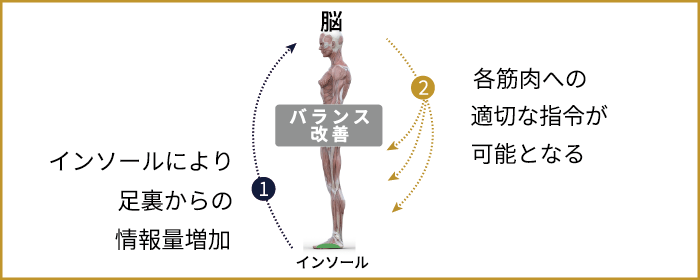 足裏の筋肉はバランス保持のセンサー。インソールでセンサー活性化